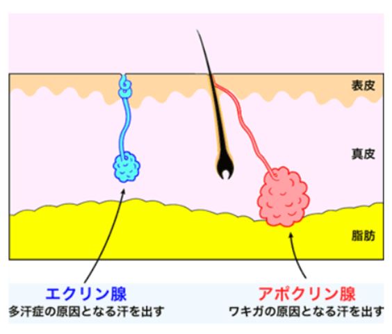 アポクリン腺とエクリン腺